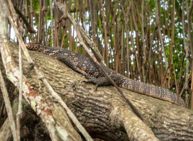 Tropikal yağmur ormanlarındaki mangrov ağacının dalında yatan vahşi bir varan görüntüsü