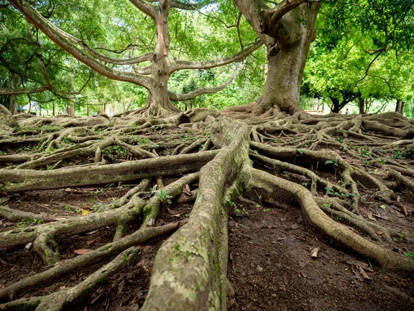 Closeup image of big root structure of banyan tree in the botanical garden