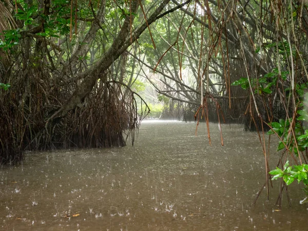 Landscape of dense mangrove tree and river duwing heavy tropical seasonal rain — Stockfoto