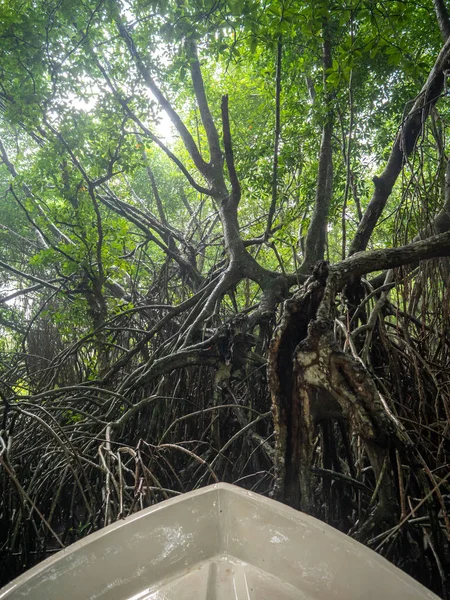 View from the motorboat on heavy rain in the mangrove tropical rainforest — Stockfoto