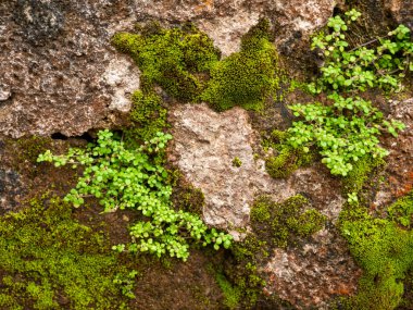 Closeup image of old rocks overgrown with moss clipart
