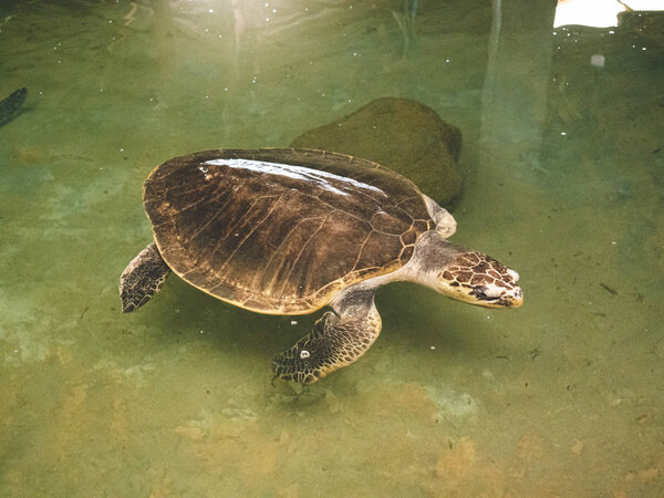 Toned photo of big turtle swimming in the ocean water tank at animal rescue center on Sri Lanka