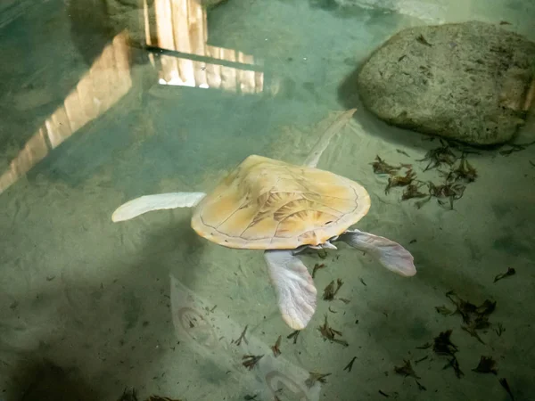 Foto de tortuga albina rara nadando en el tanque de agua del océano en el centro de rescate de tortugas en Sri Lanka — Foto de Stock