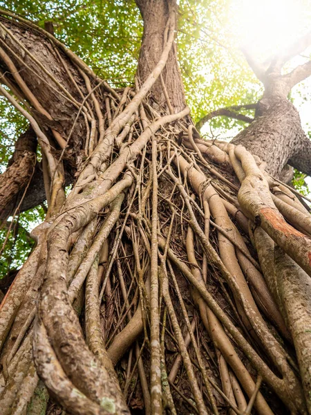 Closeup photo of vines weaving big ficus tree in tropical jungle forest