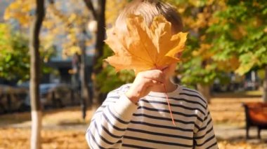 4k closeup video of little boy hiding behind yellow mapple leaves in autumn park
