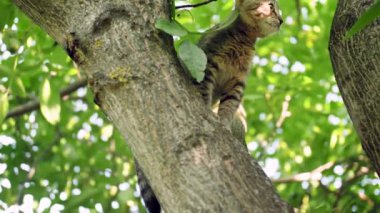 4k video of little grey kitten sitting on high tree branch and afraid of going down