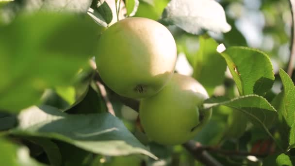 Closeup 4k vídeo de duas maçãs verdes maduras crescendo na macieira no pomar — Vídeo de Stock