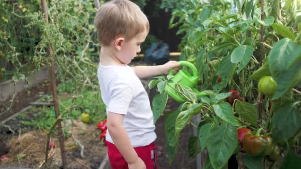 4k видео маленького мальчика, помогающего своим бабушке и дедушке работать в саду и поливать овощи пластиковой банкой — стоковое видео