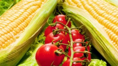 Closeup 4k dolly footage of fresh cherry tomato branch and corn ears covered with water drops lying on fresh lettuce leaves. Concept of healthy nutrition and organic food. Perfect shot for vegetarian
