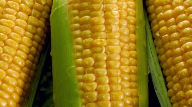 Closeup dolly video of organic raw corn cobs with water droplets on leaves. Concept of healthy nutrition and organic food. Perfect shot for vegetarian or vegan. Farming industry background