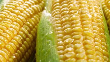 Closeup 4k panning video of big heap of fresh raw sweet corn in wet leaves. Concept of healthy nutrition and organic food. Perfect shot for vegetarian or vegan. Farming industry background