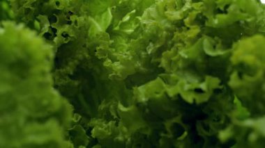 Macro 4k video of sun day light changing and moving on lettuce leaves. Concept of healthy nutrition and organic food. Perfect background for vegetarian or vegan
