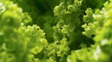 4k closeup video of camera slowly moving between fresh green lettuce of cabbage leaves. Concept of healthy nutrition and organic food. Perfect background for vegetarian or vegan