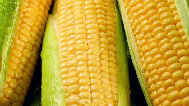 4k primer plano de vídeo de mazorcas de maíz en hojas cubiertas con gotas de agua. Concepto de alimentación saludable y alimentos orgánicos. Perfecto para vegetarianos o veganos. Contexto de la industria agrícola — Vídeos de Stock