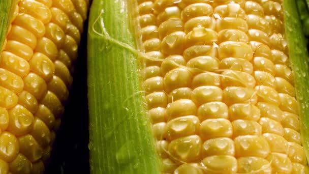 Closeup 4k footage of fresh raw yellow corn cobs with dew droplets lying in heap. Concept of healthy nutrition and organic food. Perfect shot for vegetarian or vegan. Farming industry background