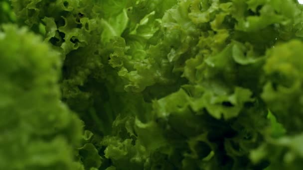 Macro 4k vidéo du soleil changeant de lumière et se déplaçant sur les feuilles de laitue. Concept de nutrition saine et d'aliments biologiques. Fond parfait pour végétarien ou végétalien — Video