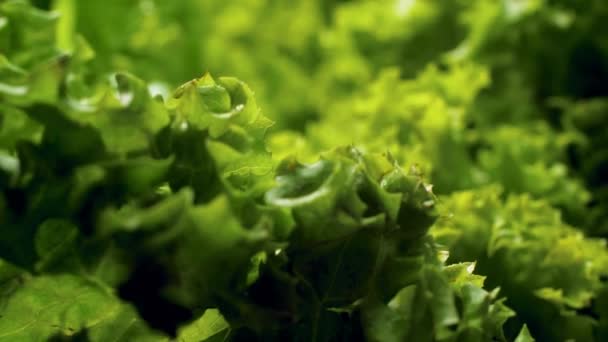 Macro 4k dolly video of fresh green lettuce leaves covered with water droplets. Concept of healthy nutrition and organic food. Perfect background for vegetarian or vegan — Stockvideo