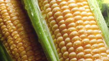 Closeup 4k video of sweet corn ears under rain. Water droplets falling and rolling over ripe raw corn cobs. Concept of healthy nutrition and organic food. Perfect background for vegetarian or vegan