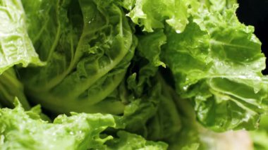 Closeup 4k video of water droplets slowly flowing and falling down from fresh green lettuce leaves