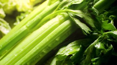CLoseup 4k video of rain water droplets falling on fresh green celery leaves. Concept of healthy nutrition and organic food. Perfect background for vegetarian or vegan