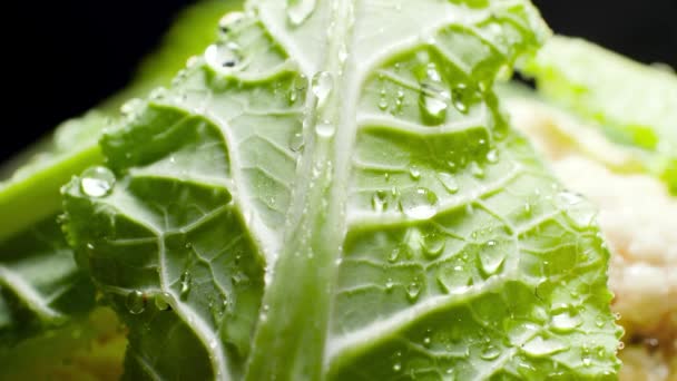 Macro 4k vídeo de folhas de repolho fresco coberto com gotas de água após a chuva de verão. Conceito de nutrição saudável e alimentos orgânicos. Fundo perfeito para vegetariano ou vegan — Vídeo de Stock