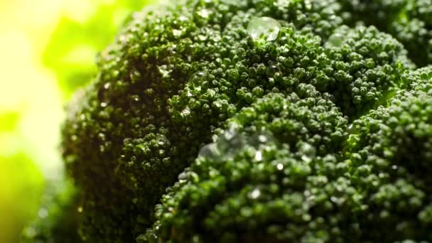 Closeup slow motion video of water drops from garden hose falling and flowing from fresh green broccoli on garden bed at bright sunny day. Concept of healthy nutrition and organic food. Perfect — 图库视频影像