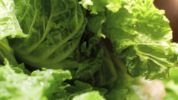 Крупним планом повільне відео крапель води з садового шланга падає і тече зі свіжого зеленого листя салату. Концепція здорового харчування та органічної їжі. Ідеальний фон для вегетаріанця — стокове відео