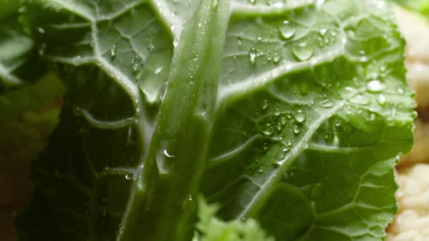 Closeup slow motion video of water droplets falling and slowly flowing down from fresh green cabbage leaves in garden. Concept of healthy nutrition and organic food. Perfect background for vegetarian — 图库视频影像