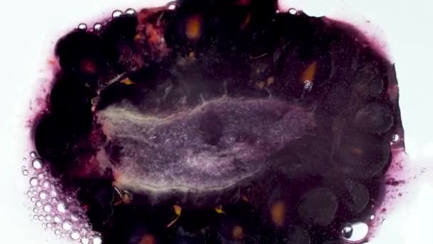 ブラックベリー粉砕と圧搾のマクロ4kビデオ。熟した果実から流れ出るジュース — ストック動画