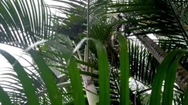 Yağmur damlacıklarının tropikal yağmur ormanlarındaki yüksek ağaçlardan kamera lenslerine düşüşünün 4k videosu