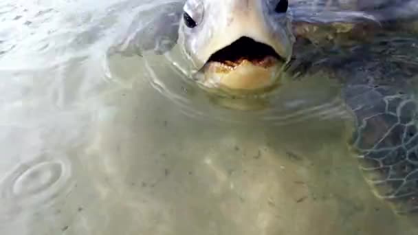 부리로 카메라를 물려고 하는 큰 녹색 거북 의 4K 영상 — 비디오