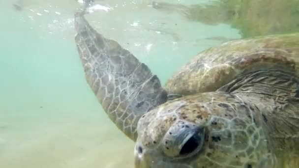 Nahaufnahme 4k Video von grünen Schildkröten, die an der Küste Sri Lankas im Indischen Ozean leben — Stockvideo