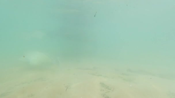 4k video submarino de nadar con peces tropicales y tortugas verdes en la orilla del océano Índico en Sri Lanka — Vídeos de Stock