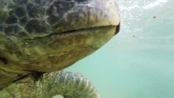 Yakından 4k 'lık yeşil kaplumbağa kafası kıyıda okyanusta yüzerken görüntüsü. — Stok video