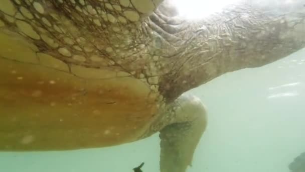 Närbild 4k video av gröna sköldpadda rörliga fenor när du simmar i havet — Stockvideo