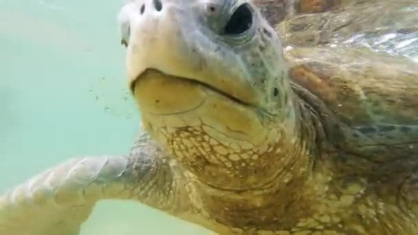 Close up 4k video of green turtle eyes swimming in the ocean — стоковое видео