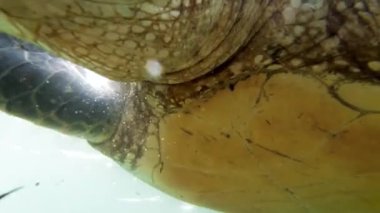 Büyük yeşil kaplumbağanın Hint okyanusunda yüzerken deniz otlarını katlayıp yediği 4k 'lık yakın çekim videosu