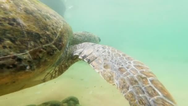 Images de gros plan 4k de la caméra se déplaçant autour de grandes tortues vertes nageant dans l'océan — Video