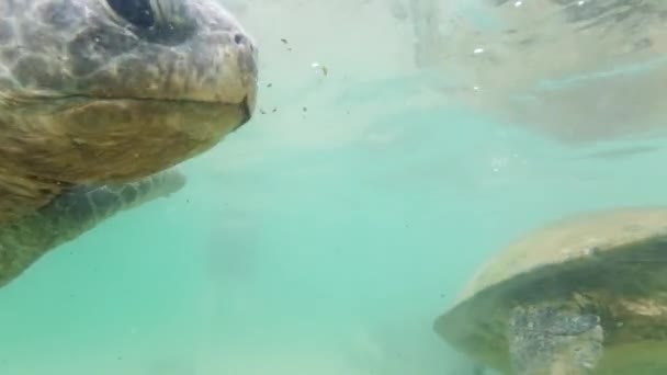 Closeup 4k podvodní video velké rodiny zelených želv plavání vedle pláže — Stock video