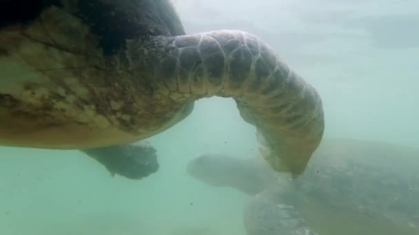 4k vídeo subaquático de grandes tartarugas verdes que vivem na vida selvagem no oceano Índico — Vídeo de Stock