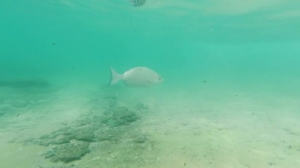 4k水下录像显示许多彩色珊瑚鱼在海岸游动 — 图库视频影像
