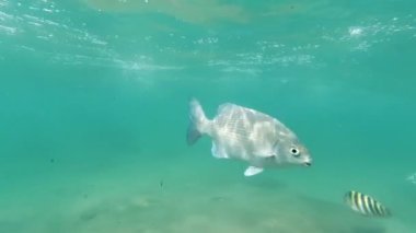 Hint Okyanusu 'nda kameranın yanında yüzen renkli tropikal balıkların 4k su altı videosu.