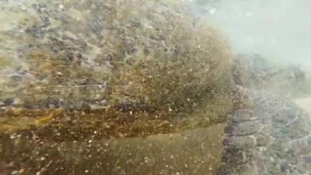4k відео камери, що пірнає під водою в океані і фокусується на великій зеленій черепасі, що живе на узбережжі Шрі-Ланки. — стокове відео