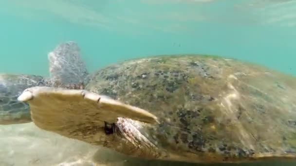 Sri Lanka kıyılarında okyanusta yüzen deniz yosunlarıyla kaplı kabuklu büyük yeşil kaplumbağa videosu. — Stok video