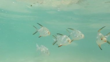 Kayalar ve mercan resifleri arasında yüzen tropikal balık okulunun 4k 'lik sualtı videosu.