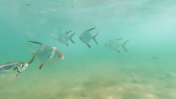Filmagem subaquática de 4k de belos peixes de coral nadando no oceano Índico na costa do Sri Lanka — Vídeo de Stock