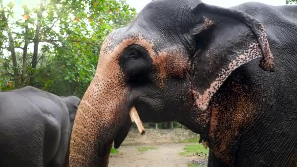 4k primer plano video de elefante indio adulto comiendo en parque de reserva en Sri Lanka — Vídeo de stock