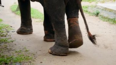 Yedek parkta yürüyen metal zincirler taktıktan sonra yaralı ve yaralı bacaklı bir filin 4K videosu.