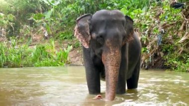 Sri Lanka 'daki tropikal ormanlarda nehirde duran mutlu Hint filinin 4k videosu.