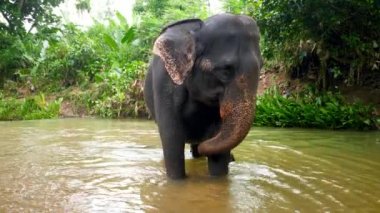 Vahşi Hint filinin tropik orman ormanlarında kendini nehirde yıkadığı 4k görüntüsü.